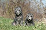 BEDLINGTON TERRIER 203